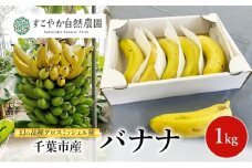 幻の品種 グロスミッシェル種 千葉市産 バナナ 1kg  1月～4月出荷 果物 フルーツ 千葉市 [№5346-1501]
