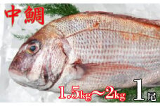 中鯛（1.5kg～2kg）一尾