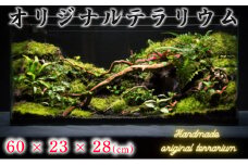 オリジナル テラリウム サイズ 60×23×28 手作り ハンドメイド 観賞用 千葉県 銚子市