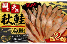 訳あり 国産 天然 秋鮭 （ 白鮭 ） 切身 約2kg 【調理におすすめ】 しゃけ 秋 さけ 鮭 ムニエル フライ 鍋 ホイル焼き 鮭茶漬け ちゃんちゃん焼き 料理 魚 魚貝 魚介 海鮮 規格外 不揃い 切身 冷凍 小分け お取り寄せ グルメ ギフト 贈物 贈答 プレゼント 無添加 長期保存 冷凍 冷凍食品 大容量 人気 おすすめ 送料無料 ふるさと納税 ふるさと納税鮭 千葉県 銚子市 辻野