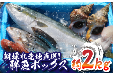 鮮魚セット 2㎏ 産地直送 銚子港水揚げ 魚のプロにお任せ！ 鮮魚ボックス 旬の鮮魚 魚 鮮魚 セット 海の幸 刺身 厳選 朝採れ 鮮度抜群 マイワシ サバ 鯖 さば アジ 鯵 真アジ マアジ 真鯛 鯛 タイ たい 平目 ヒラメ キンメダイ 金目鯛 ホウボウ メヒカリ めひかり ヤリイカ いか イカ お取り寄せ グルメ 食品 魚 魚貝 ギフト 贈物 贈り物 プレゼント かねやま水産 千葉県 銚子市