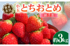 先行予約 いちご とちおとめ 小玉 約3kg （250g×12パック） 苺 ストロベリー 果物 フルーツ ジャム ケーキ ゼリー ジュース いちご大福 苺大福 フルーツサンド ショートケーキ 朝摘み 新鮮 産直 安心 安全 期間限定 送料無料 国産 千葉県 銚子市 神原いちご園