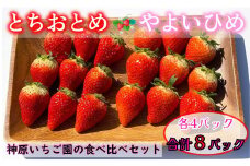 先行予約 いちご  とちおとめ やよいひめ  2種類 約2kg 250g × 8パック 各4パック 食べ比べセット いちご 食べ比べ セット 食べくらべ こだわり 新鮮 朝摘み 朝採り 産直 産地直送 安心安全 果物 フルーツ 神原いちご園 千葉県 銚子市 