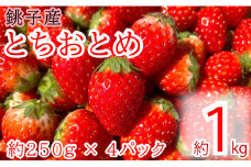 先行予約 とちおとめ 約1kg パック 250g × 4パック  千葉県 銚子市 松岸 神原いちご園  いちご イチゴ 苺  人気 定番 食べやすい 果物 フルーツ ストロベリー ジャム  朝摘み 採れたて 新鮮 産直 安心安全 期間限定 送料無料 千葉県銚子市