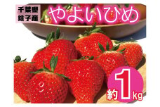 先行予約 いちご やよいひめ 約1kg （250g×4パック） 苺 ストロベリー 果物 フルーツ ジャム ケーキ ゼリー ジュース いちご大福 苺大福 フルーツサンド ショートケーキ 朝摘み 新鮮 産直 安心 安全 期間限定 送料無料 国産 千葉県 銚子市 神原いちご園