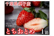 いちご とちおとめ（500g） 化粧箱 贈答 萩谷園芸 銚子産 とちおとめ 苺 いちご イチゴ ビタミンC 葉酸 食物繊維 デザート ミルフィーユ フルーツ ヨーグルト スムージー くだもの フルーツ 千葉県 銚子市