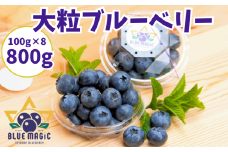 （先行予約） 大粒ブルーベリー 800 ｇ（100g×8パック） 生 フレッシュ ブルーベリー 大粒 特大 フルーツ 果物 くだもの ジャム ヨーグルト チーズケーキ クレープ ロールケーキ タルト お菓子 トッピング 国産 お取り寄せ グルメ デザート 送料無料 銚子産 千葉県 銚子市 AGRIMOVADO アグリモバード