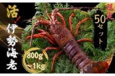 数量限定 活伊勢海老 約800g～1kg (1尾～3尾) 天然 銚子港水揚げ 伊勢海老 エビ 海老 刺身 ボイル バーベキュー BBQ  アウトドア エビフライ 人気 高級 おススメ 新鮮 海鮮 贈答 プレゼント ギフト お取り寄せ グルメ お祝い お祝い膳 お食い初め 千葉県 銚子市 株式会社NEXT 発送期間：2024年8月上旬～9月(なくなり次第終了)