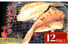 干物 天日干し カネガシラ干物 4パック 1パック3~5枚入り 合計12枚以上 10000円 かねがしら カネガシラ カナガシラ かながしら 白身魚 干物 ひもの 干物 高級魚 冷凍 無添加 新鮮 真空パック 魚介類 地魚 魚 海鮮 焼魚 おかず 朝食 夕食 おつまみ 日本酒 ビール 酒の肴 グルメ お取り寄せ 贈り物 銚子港 千葉県 銚子市 〆印島長水産