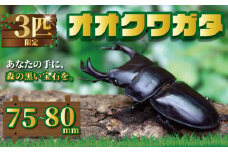 国産オオクワガタ オス 75~80mm 成虫 昆虫  オオクワガタブリーダー クワガタブリーダー クワガタ カブトムシ プレゼント 自由研究 夏休み スイカ ギフト 国産 千葉県 銚子市 銚子オオクワガタ倶楽部