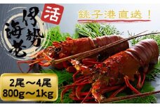 活 伊勢海老 数量限定 約800g～1kg 天然 銚子港水揚げ イセエビ 海老 えび 刺身 魚 甲殻類 魚介 魚貝 冷蔵 送料無料 ボイル バーベキュー アウトドア エビフライ 人気 高級 おススメ 新鮮 海鮮 贈答 プレゼント ギフト お取り寄せ グルメ お祝い 千葉県 銚子市 網中昭商店 発送時期：8月～9月頃