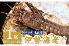冷凍 伊勢海老 特大 1尾 800～1000g イセエビ エビ 海老 甲殻類 急速冷凍 刺し身 刺身 魚 海鮮 おかず 酒 のあて おつまみ 弁当 塩 魚介 惣菜  食品 冷凍食品 グルメ 贈答 贈り物 プレゼント ギフト お取り寄せ ふるさと納税 送料無料 千葉県 銚子市 飯田水産株式会社