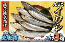 いわし 丸ごとイワシ 約3kg 冷凍 銚子港水揚げ 鰯 イワシ いわし 鰯 イワシ いわし 鰯 イワシ いわし 鰯 イワシ いわし 鰯 イワシ ご飯 酒 肴 酒 つまみ 海鮮 魚 大容量 青魚 おかず 惣菜 魚介 焼魚 魚貝 BBQ おつまみ 弁当 人気 冷凍食品 グルメ 贈答 贈物 ギフト 長期保存 小分け お取り寄せ 贈り物 お歳暮 送料無料 ふるさと納税 千葉県 銚子市 大一奈村魚問屋