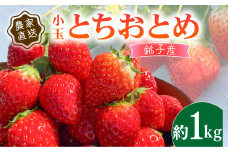 いちご 約1kg とちおとめ 小玉  250g × 4パック こだわり 新鮮 朝摘み 朝採り 産直 産地直送 安心安全 果物 フルーツ くだもの ギフト プレゼント 贈物 贈答 ジャム ショートケーキ ババロア タルト スムージー ジュース アイス ジェラート ケーキ ふるさと納税 ふるさと納税苺 千葉県 銚子市 神原いちご園