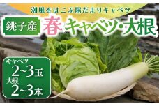 【先行予約】 春キャベツ 2～3玉 大根 2～3本 セット  数量限定 期間限定 大容量 旬の野菜 旬の味覚 春の風物詩 甘い キャベツ 千切り 生野菜 サラダ 野菜炒め 回鍋肉 ロールキャベツ 焼きそば お好み焼き ぶり大根 豚バラ大根 おでん 贈答 プレゼント 贈り物 ギフト 贈答 グルメ 発送時期 2026年4月～(なくなり次第終了)  ふるさと納税 送料無料 千葉県 銚子市 小野商店