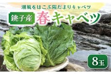 【先行予約】 春キャベツ 8玉  数量限定 期間限定 旬の野菜 旬の味覚 春の風物詩 甘い キャベツ 生食 千切り 生野菜 サラダ コールスロー 野菜炒め 回鍋肉 ロールキャベツ 焼きそば お好み焼き ポトフ 漬物 炒め物 煮物 栄養 バランス 贈答 プレゼント 贈り物 ギフト 贈答 グルメ 発送時期 2026年4月～(なくなり次第終了)  ふるさと納税 送料無料 千葉県 銚子市 小野商店