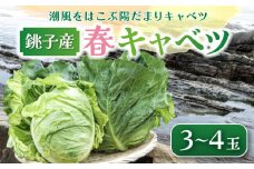 【先行予約】 春キャベツ 3～4玉  数量限定 期間限定 旬の野菜 旬の味覚 春の風物詩 甘い キャベツ 生食 千切り 生野菜 サラダ コールスロー 野菜炒め 回鍋肉 ロールキャベツ 焼きそば お好み焼き ポトフ 漬物 炒め物 煮物 栄養 バランス 贈答 プレゼント 贈り物 ギフト 贈答 グルメ 発送時期 2026年4月～(なくなり次第終了)  ふるさと納税 送料無料 千葉県 銚子市 小野商店