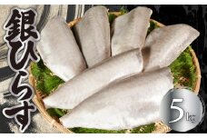 銀ひらす 5kg ヒラス シルバー 下処理済み 無塩 無添加 添加物不使用 白身魚 食べやすい 手軽 大容量 個別冷凍 厳選 西京焼き 煮魚 煮つけ 煮付け 焼き魚 煮物 揚げ物 和食 お弁当 惣菜 おかず 調理用 料理 冷凍 冷凍品 長期保存 保存食 鮮度 旨味 お取り寄せ グルメ 食品 魚 魚貝 魚介 ギフト 贈物 贈り物 プレゼント 海鮮 ふるさと納税 送料無料 千葉県 銚子市 エドノフーズ