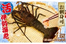 活 伊勢海老 4匹（1匹 400～600g） 計約2kg お刺身可 生食 刺身 産地直送 銚子港 水揚げ 国産 厳選 新鮮 絶品 鮮度 鮮度抜群 贅沢 お造り 味噌汁 天丼 エビマヨ 鬼瓦焼き グラタン 調理 料理 生簀 漁師 お取り寄せ 海鮮 イセエビ エビ 海老 魚介 魚介類 魚貝 魚貝類 甲殻類 海の幸 水産 ふるさと納税 送料無料 千葉県 銚子市 治吉水産 【8月10日以降順次発送予定】