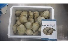 G01：【船橋三番瀬産・BBQに】ホンビノス貝・5ｋｇ