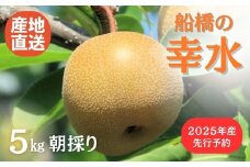 【2025年産先行予約】船橋のなし「幸水」5kg 梨 千葉県 ※お届け日指定不可 （い志い農園）
