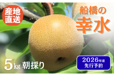 【2026年産】寄付額 改定  先行予約 梨 なし 船橋のなし  「幸水」（い志い農園） 千葉県 2026年発送 ※お届け日指定不可  い志い農園 予約 数量限定 船橋