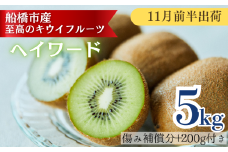 【11月前半発送分】船橋産キウイフルーツ5.2kg未追熟バラ詰め【傷み補償分約200g込み】