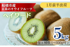【1月前半発送分】船橋産キウイフルーツ5.2kg未追熟バラ詰め【傷み補償分約200g込み】