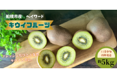 【11月中旬発送】キウイフルーツ ヘイワード キウイ 5kg 国産 船橋市産 やまちょう園 選べる発送時期 期間限定 数量限定 限定 先行予約 果物 フルーツ