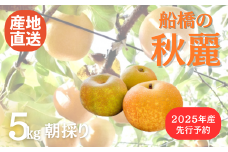 【丹精こめた美味の品】【2025年産】船橋のなし「秋麗」 国産 梨 ナシ 果物 フルーツ ※お届け日指定不可 （い志い農園）