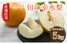 【2025年産】船橋のなし 幸水 5kg 4L 5L 8～12玉 梨 千葉県 船橋市産 高品質 先行予約 桜井農園
