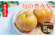 【2025年産】船橋のなし 豊水 5kg 5L 9～10玉 梨 千葉県 船橋市産 高品質 先行予約 桜井農園