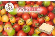 三須トマト農園 宝石箱セット 約1.8kg 船橋産 産地直送 ミニトマト ギフトボックス マスカッティオ サニーアロハ  ももちゃん フルーティカ バイオレット アイコ 国産 ビタミンＣ 詰め合わせバラ箱詰め  とまと トマト フルーツトマト 野菜 やさい 人気 新鮮 産地直送 甘い 高糖度 完熟 食べやすい リコピン ビタミン ダイエット 美容 美肌