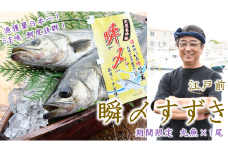 【ミシュラン店も採用】瞬〆すずき 高鮮度で環境に配慮したブランド魚を朝どれでお届け！ 平均1.55kg/1尾 5月頃から10月末まで発送 千葉ブランド水産物認定品 船橋漁港水揚げ すずき スズキ 白身魚 ギフト 贈り物 鮮魚ラウンド 刺身 カルパッチョ 焼き物潮汁ポアレ アヒージョ パイ包み