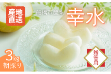 【2025年産先行予約】＜贈答用＞ 果汁たっぷりの極上梨「幸水・3kg」6～9玉 千葉県 船橋市産 エコチョク