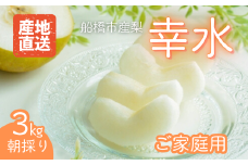 【2025年産先行予約】＜家庭用＞果汁たっぷりの極上梨「幸水・3kg」6～9玉 千葉県 船橋市産 エコチョク
