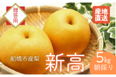 【2025年産先行予約】＜贈答用＞果汁たっぷりの極上梨「新高・5kg」6～8玉 千葉県 船橋市産 エコチョク