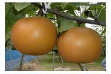 【JA厳選・高品質】船橋のなし「あきづき」と船橋のなしグミのセット