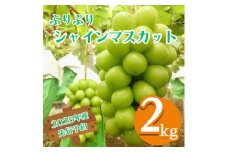 【2025年産先行予約】ぷりぷり シャインマスカット 2kg 3～5房 農園直送 エコチョク