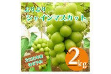 【2025年産先行予約】ぷりぷり シャインマスカット 2kg 3～5房 農園直送 エコチョク