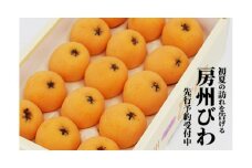 ＜先行受付＞4月下旬より順次発送　温室栽培「房州びわ」 L・2Lサイズ　化粧箱入り【1488004】