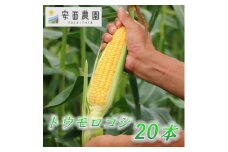 安西農園の驚くほどに甘いトウモロコシ 20本【1486584】