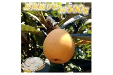 安全安心な「房州産びわ」 約500g【1486432】
