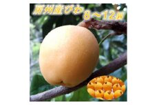 館山の温暖な気候育ち 房州びわ 500g以上(8～12個)【1486470】
