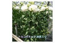 トルコギキョウ　30本【1515984】