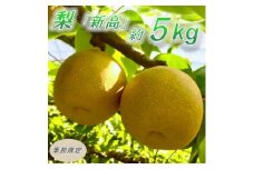 ＜数量限定＞館山齊藤果樹園の完熟梨「新高(にいたか)」6～9個【1534578】
