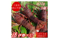＜先行予約＞＜金曜日発送＞漁師直送!千葉県館山産 天然『活』伊勢海老 400g(2～3尾)【1532963】