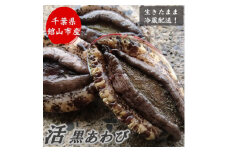 ＜先行予約＞＜金曜日発送＞漁師直送!天然活黒アワビ1kg(2～5枚)【1532976】