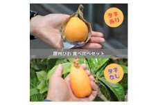 ＜先行予約＞4月下旬頃より順次発送　房州びわ　種あり&種なし 食べ比べセット　化粧箱入り【1571385】