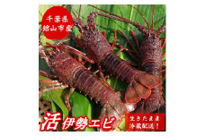 ＜金曜日発送＞漁師直送!千葉県館山産 天然『活』伊勢海老　約1kg(サイズおまかせ)【1602610】